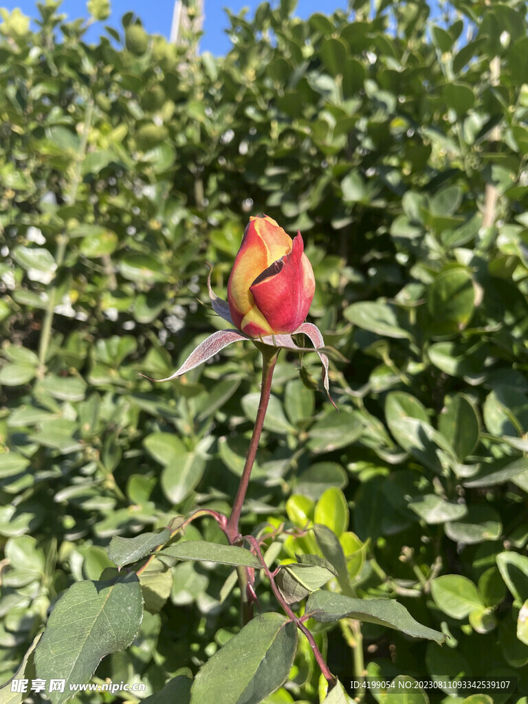 月季花