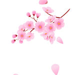 夏日梅花清新简洁