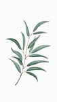 植物叶子绿色  插画