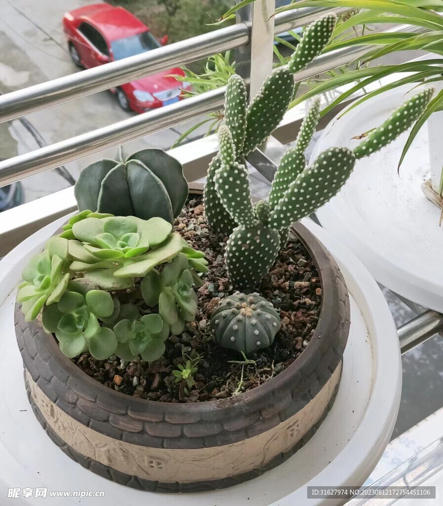 多肉