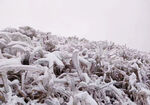 雪景