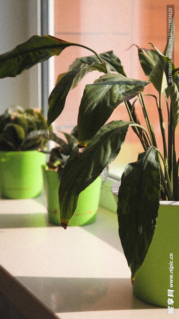 盆栽