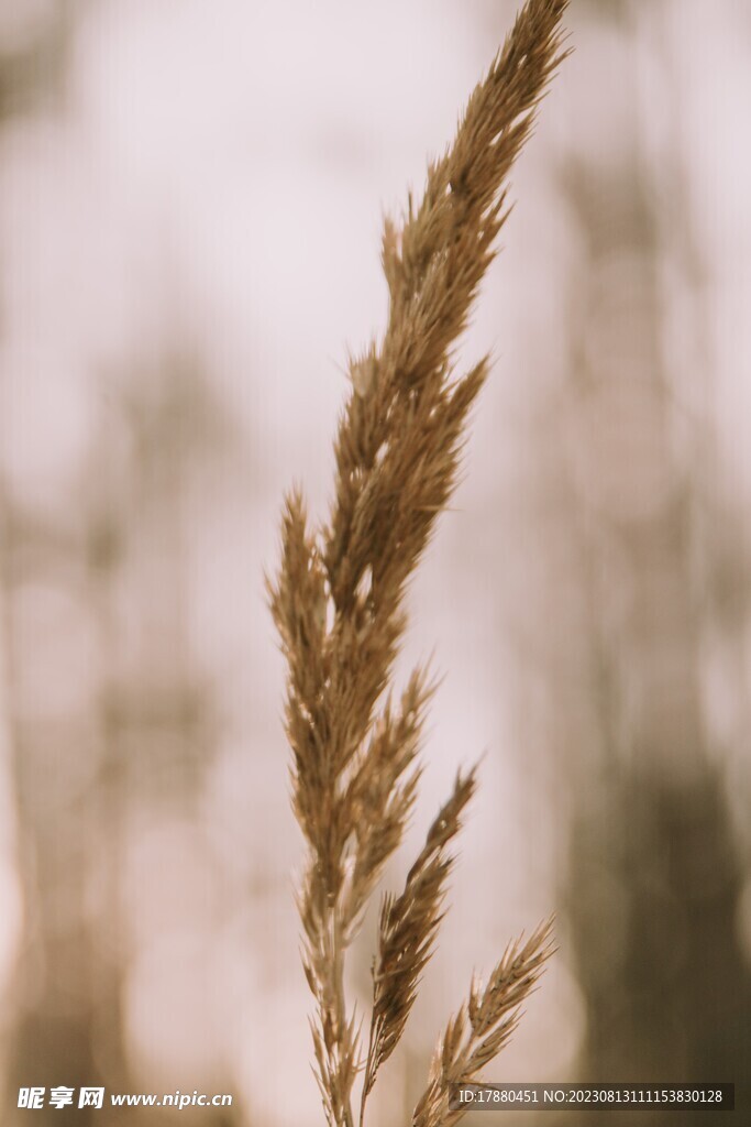 野草