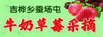 牛奶草莓采摘园