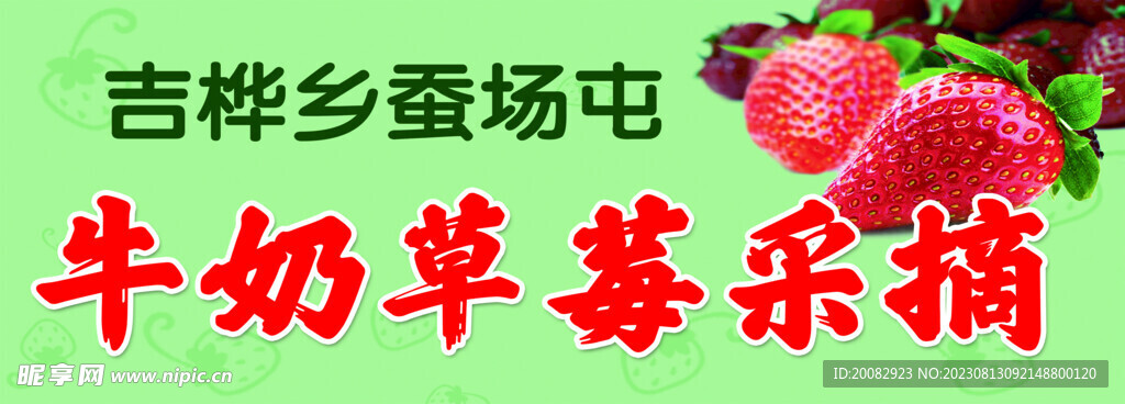 牛奶草莓采摘园
