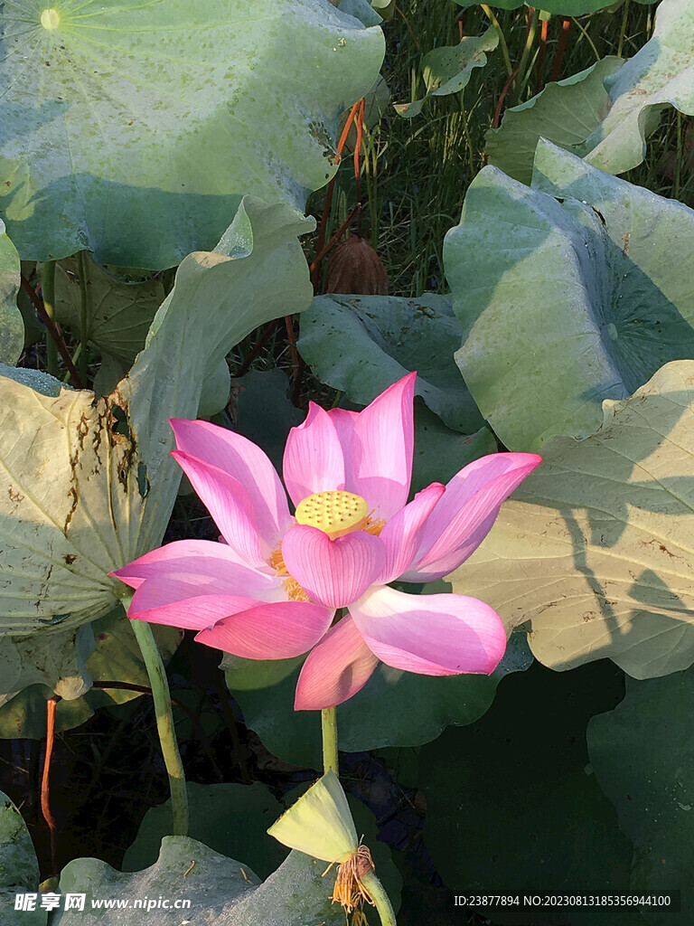 荷花