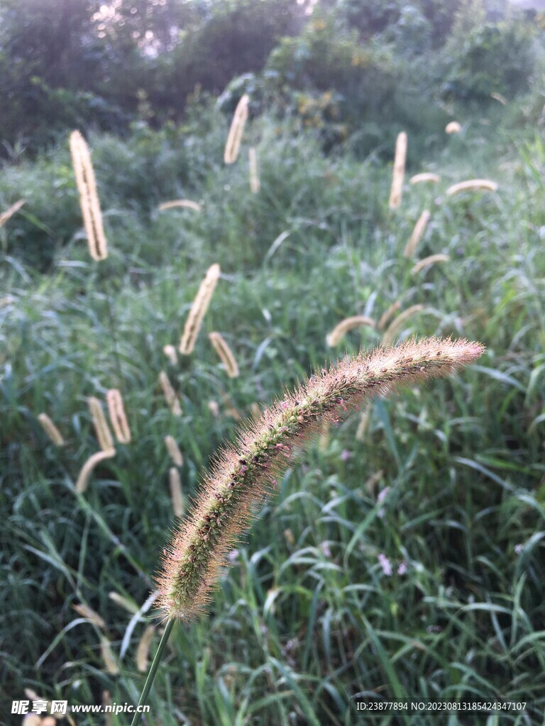 狗尾草