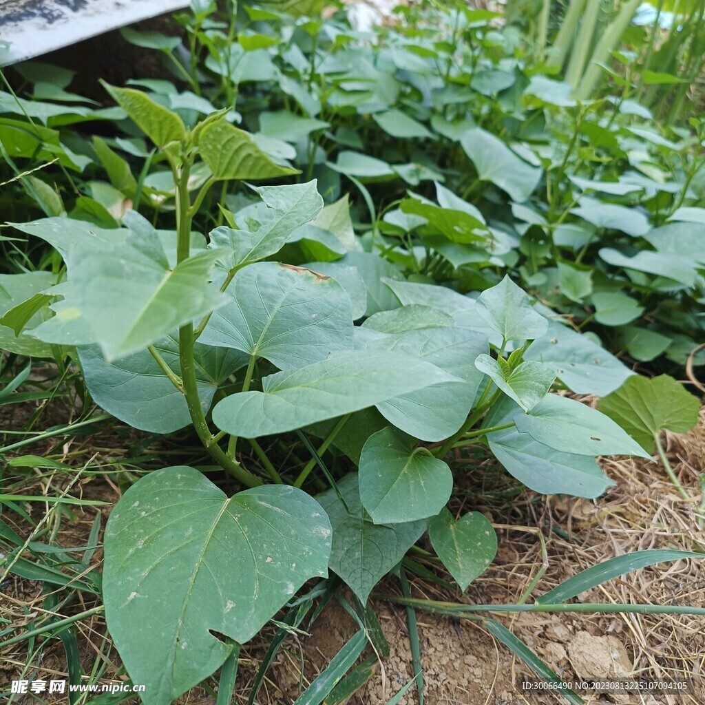 清炒地瓜叶怎么做_清炒地瓜叶的做法_豆果美食