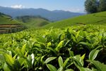 茶田 