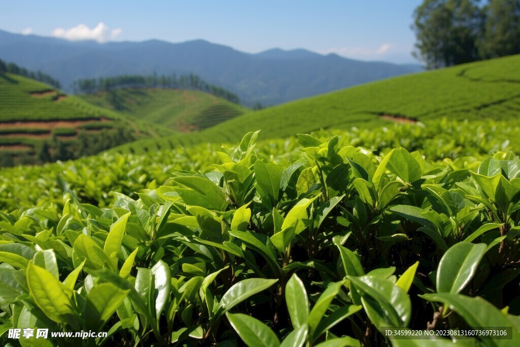 茶田 