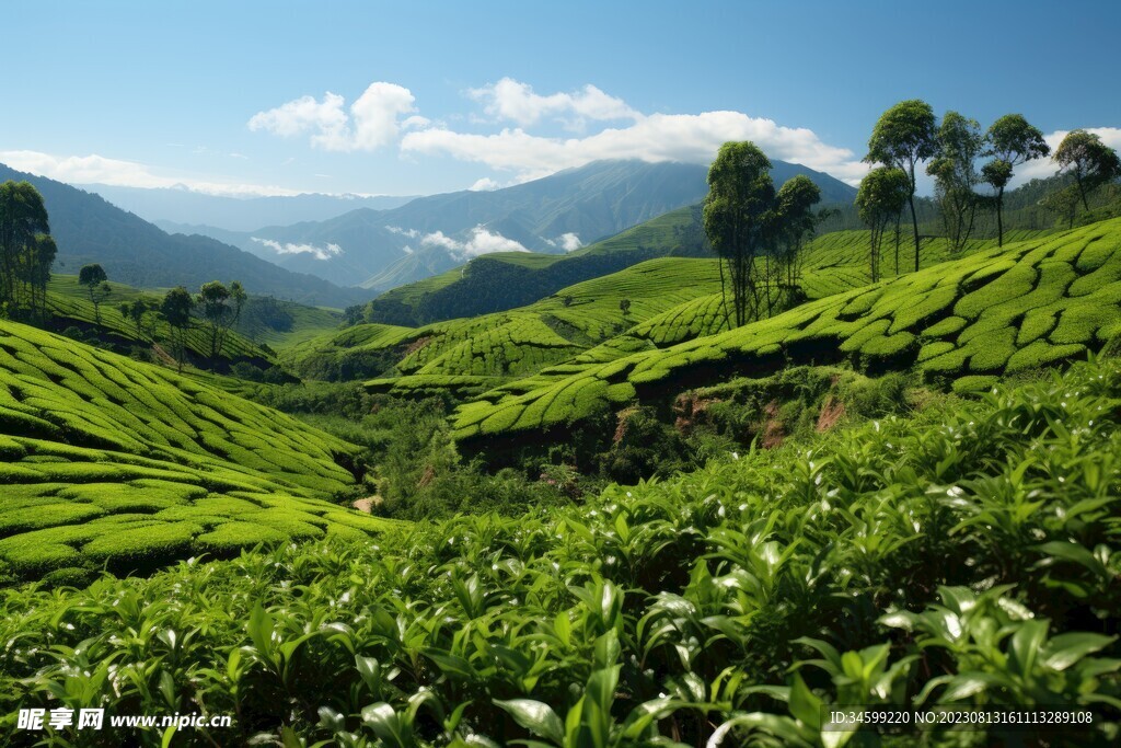 茶田 