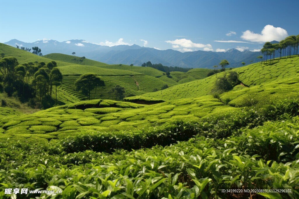 茶田 