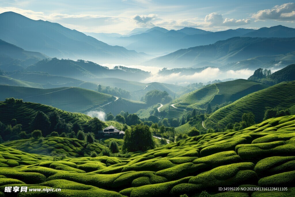 茶田 