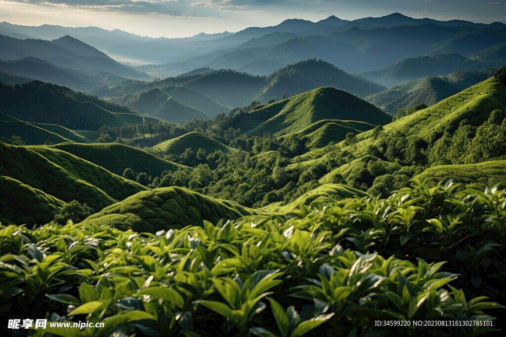 茶田 