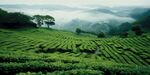 茶田