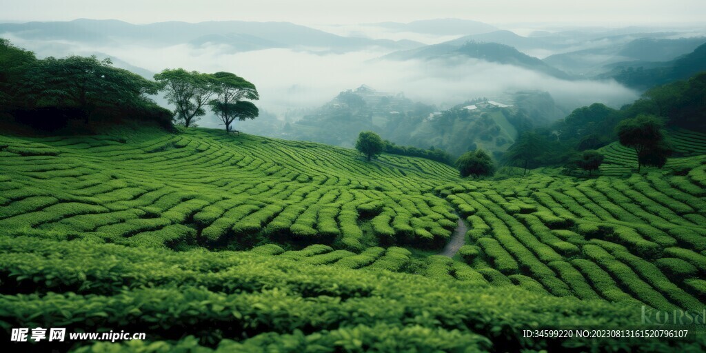 茶田