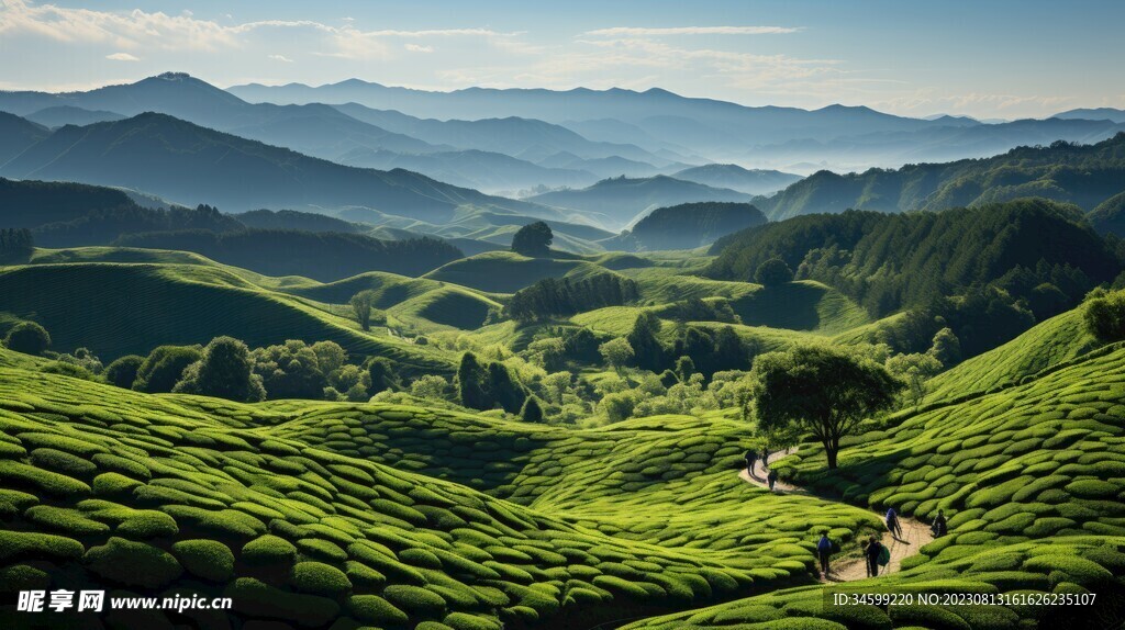 茶田