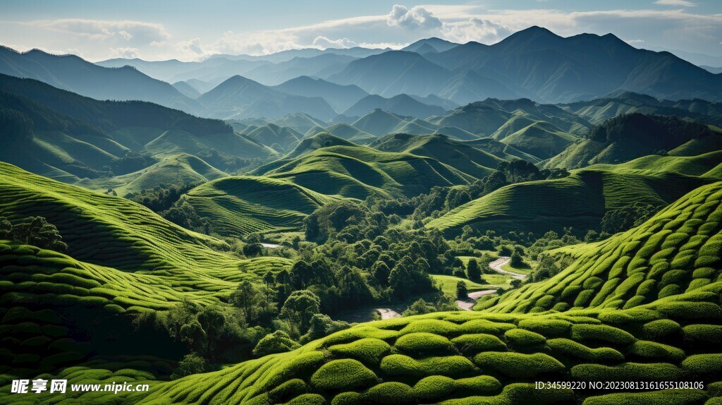 茶田 