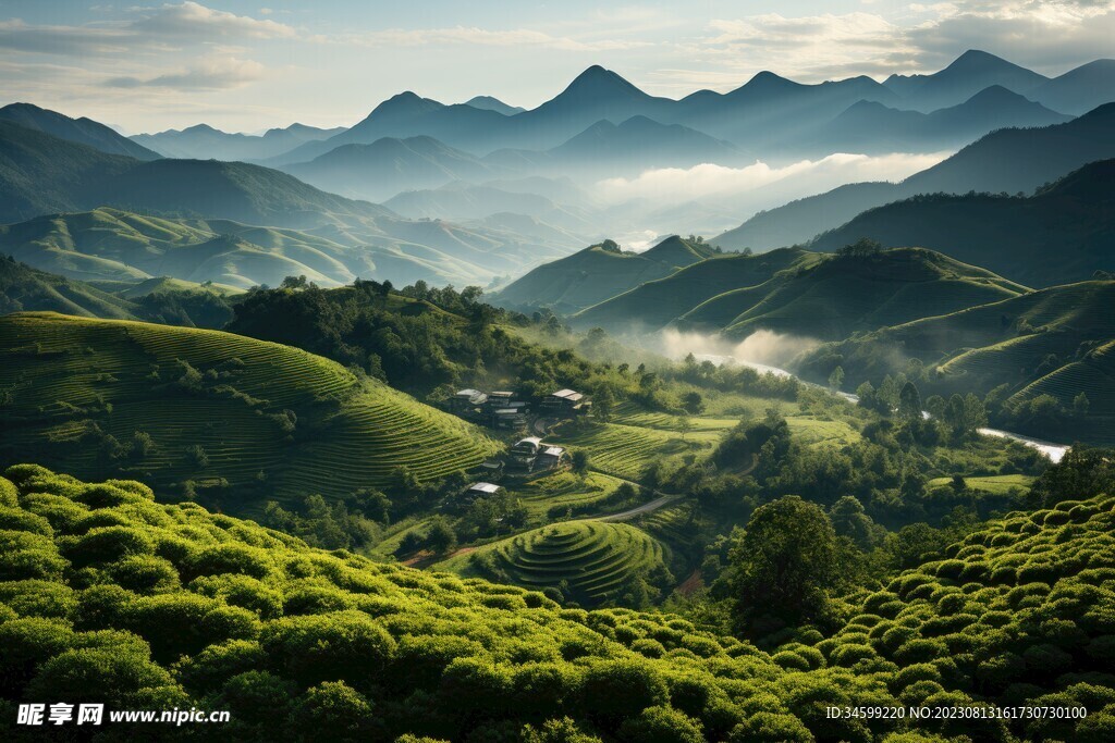 茶田 