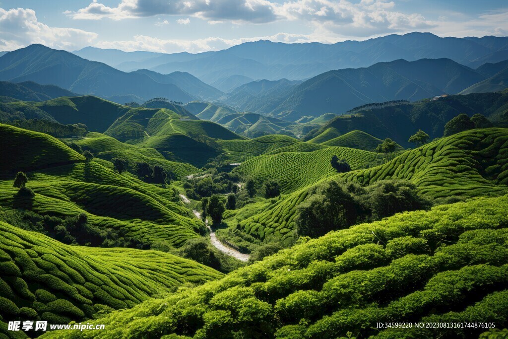 茶田