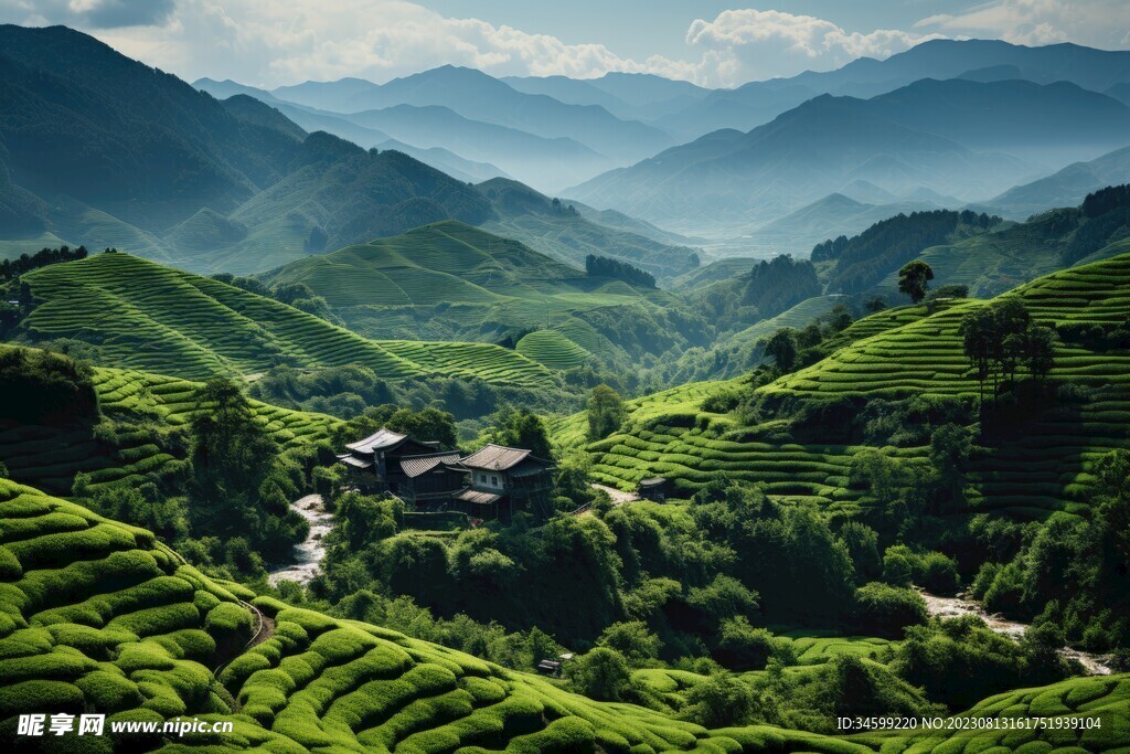 茶田 