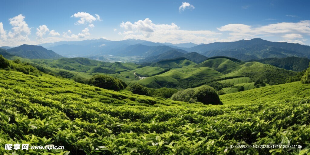 茶田 