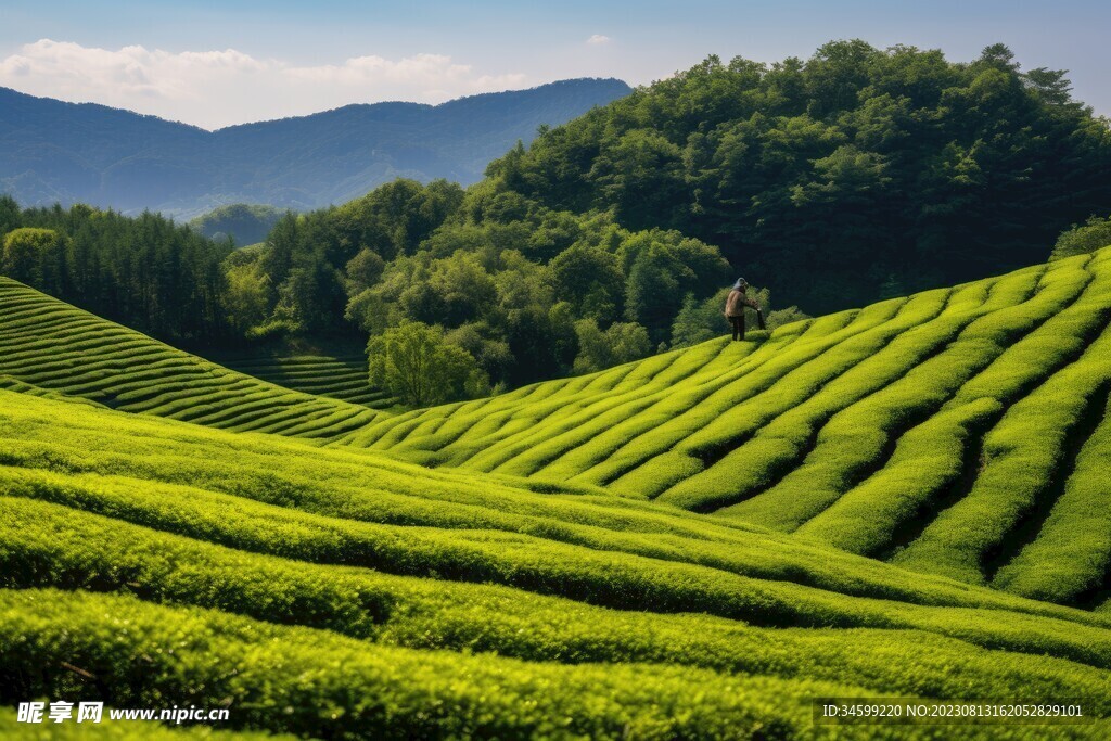 茶田 