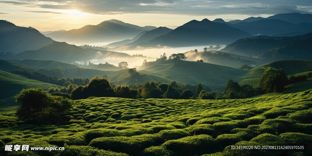 茶田 