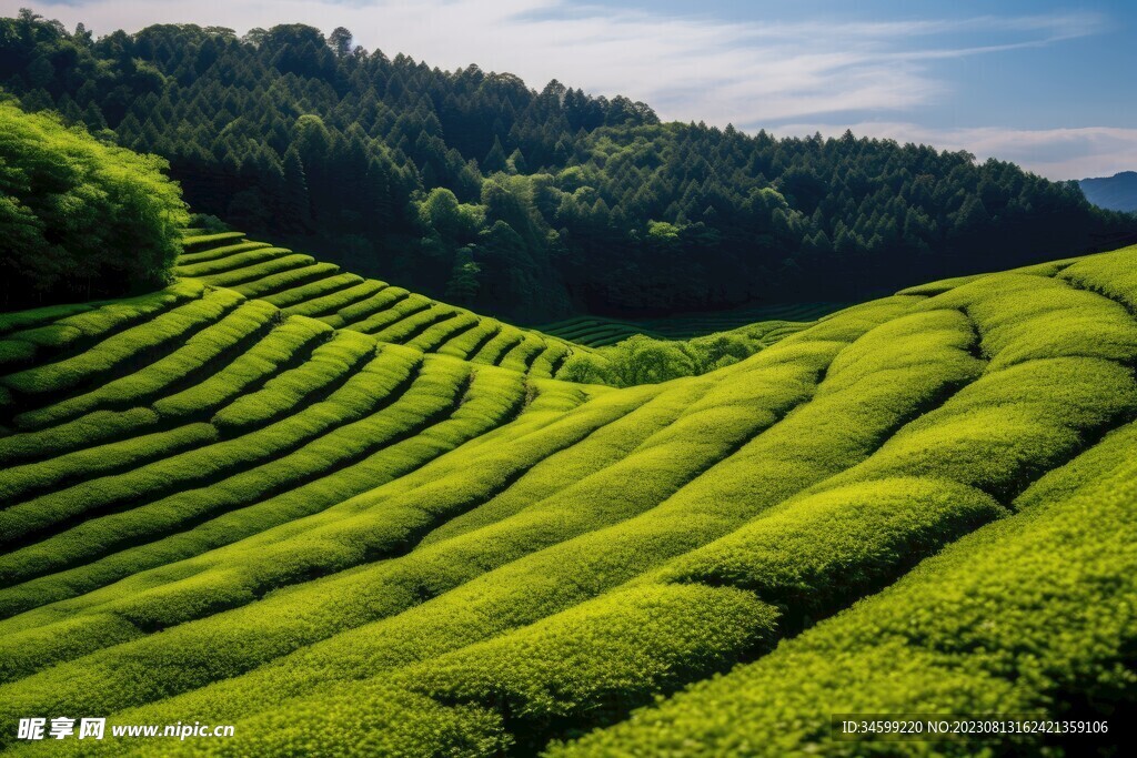 茶田 