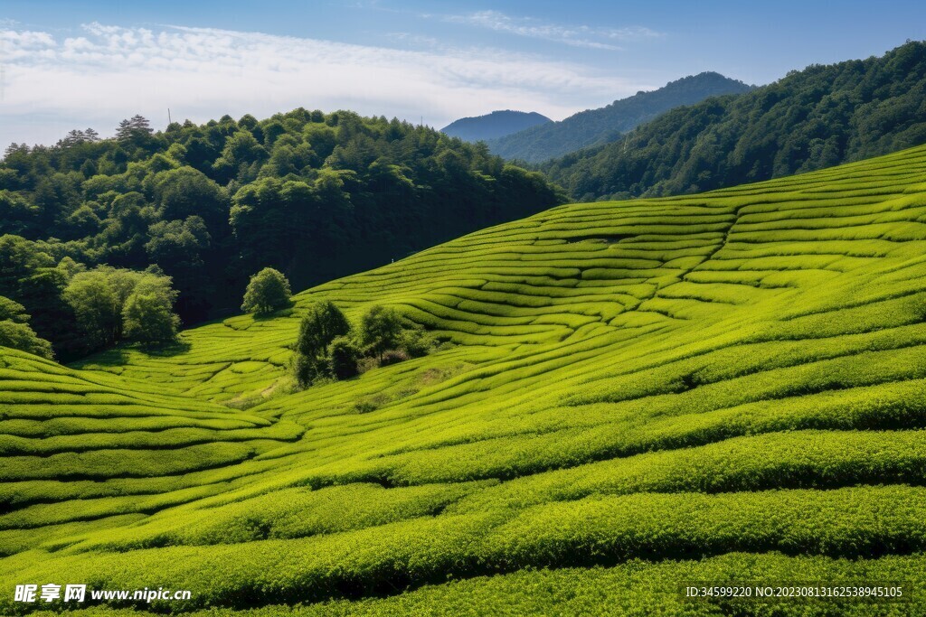 茶田 