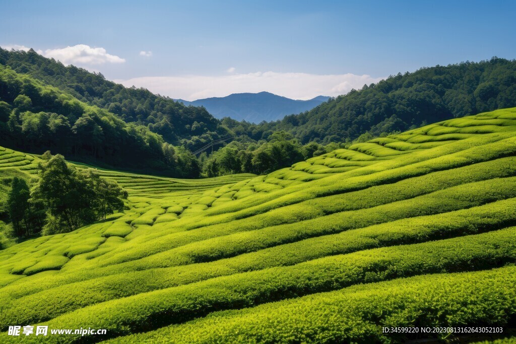 茶田 