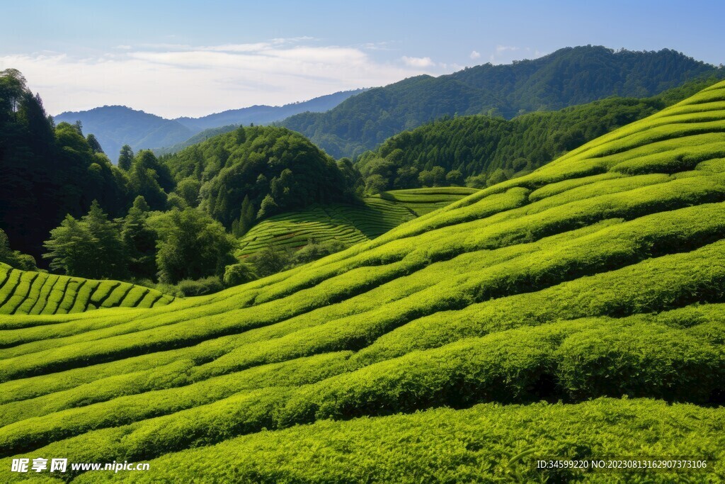 茶田 