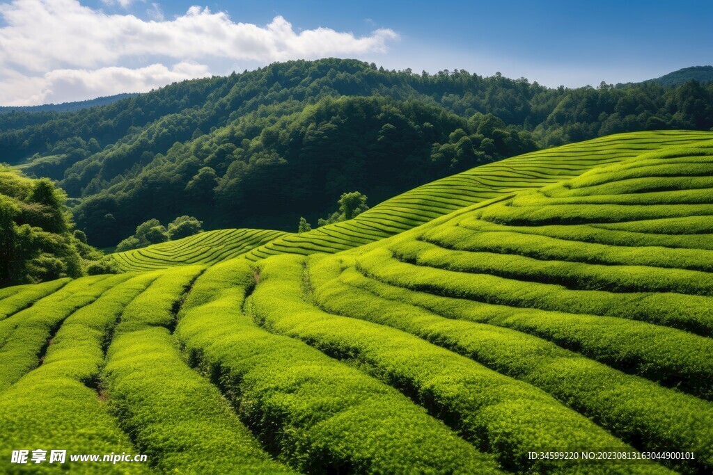 茶田 