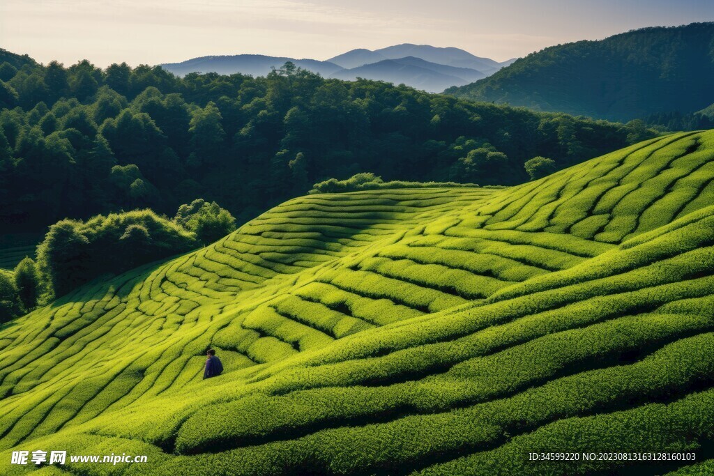 茶田 