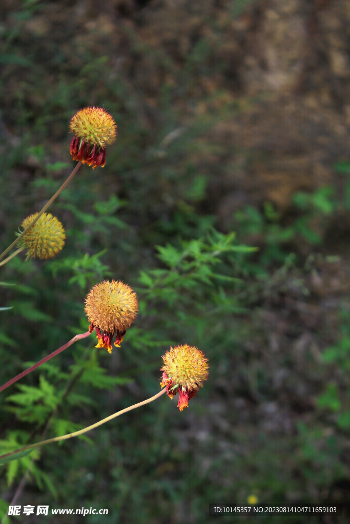 光照下的天人菊