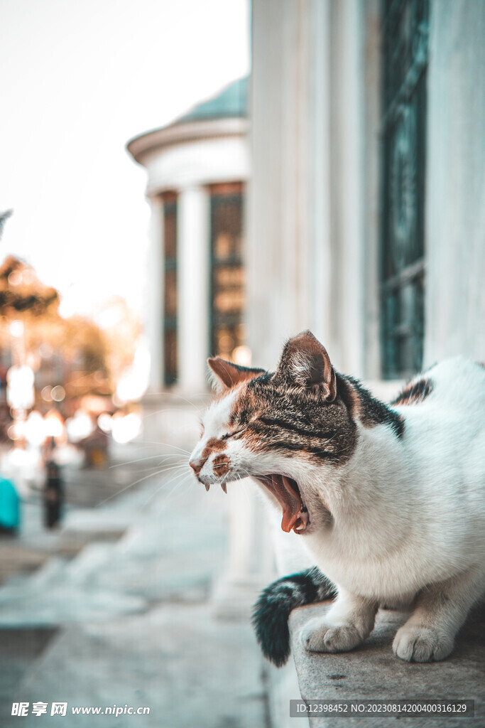 猫咪