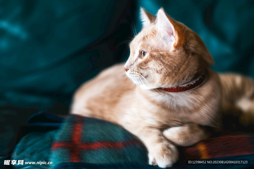 猫咪