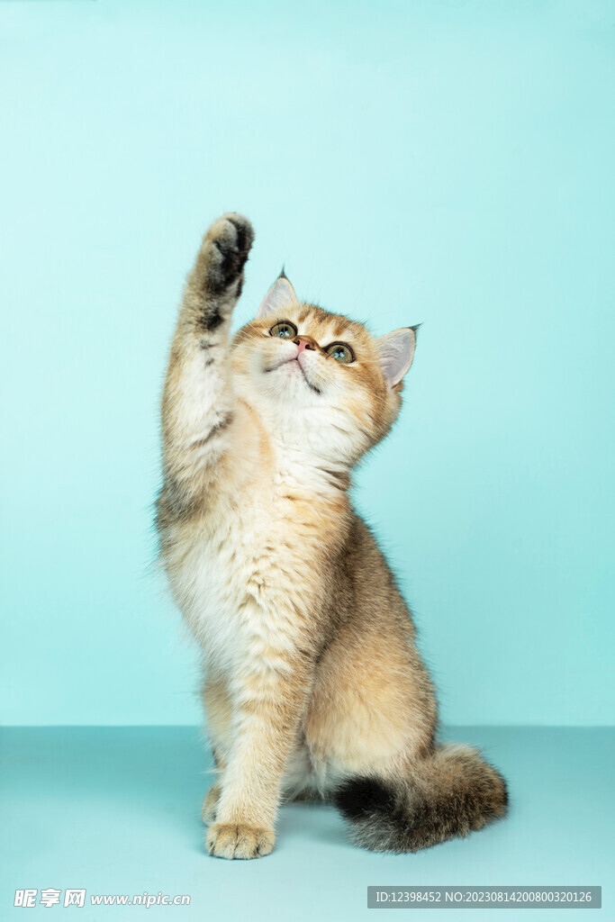 小猫