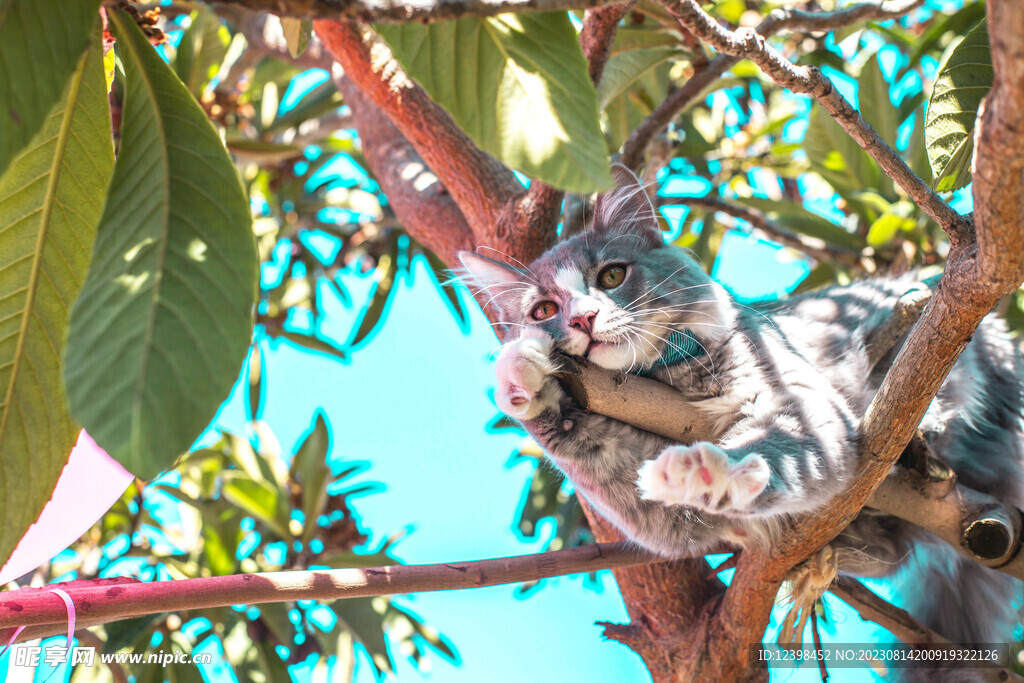猫咪