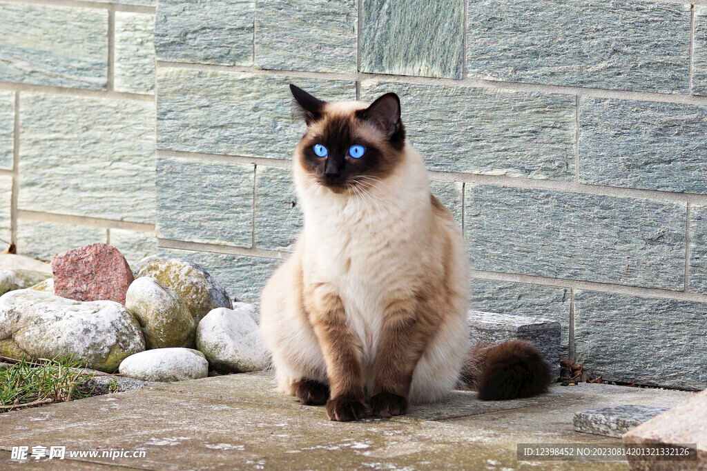 猫咪