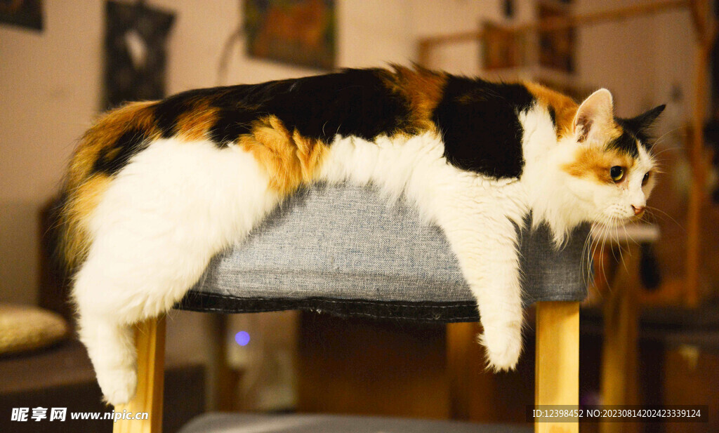 猫咪
