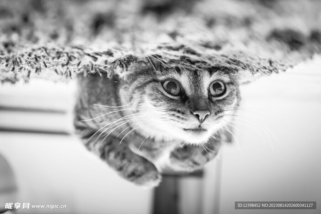 猫咪