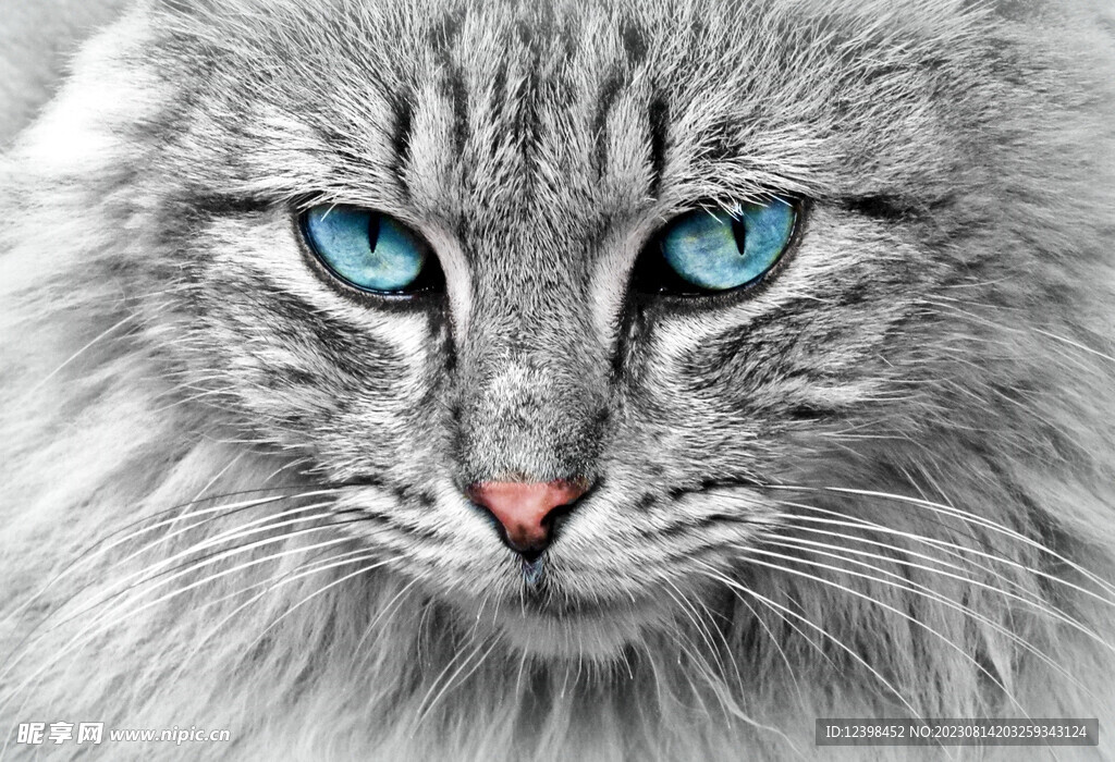 猫咪