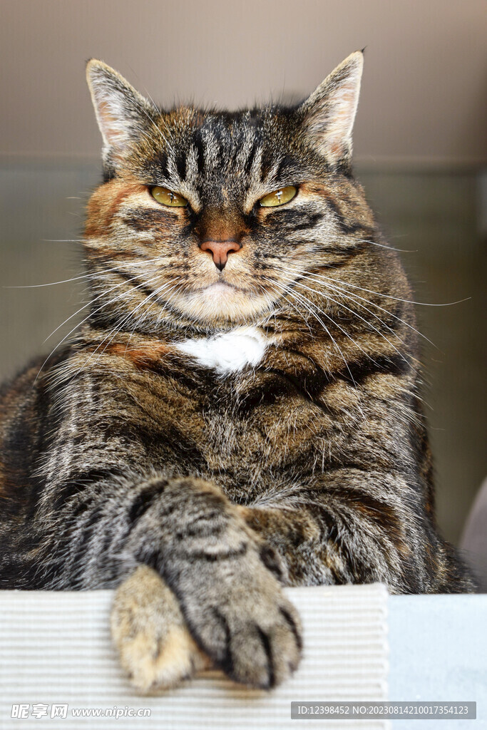 猫咪