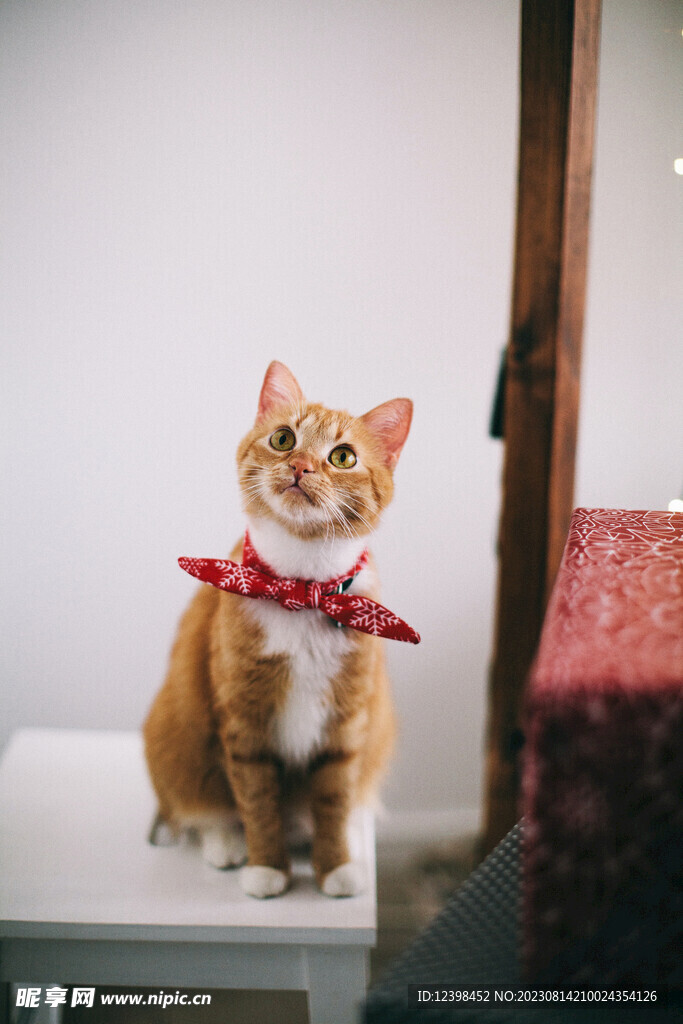 猫咪