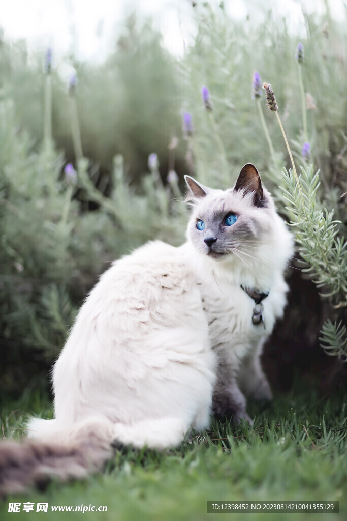 猫咪