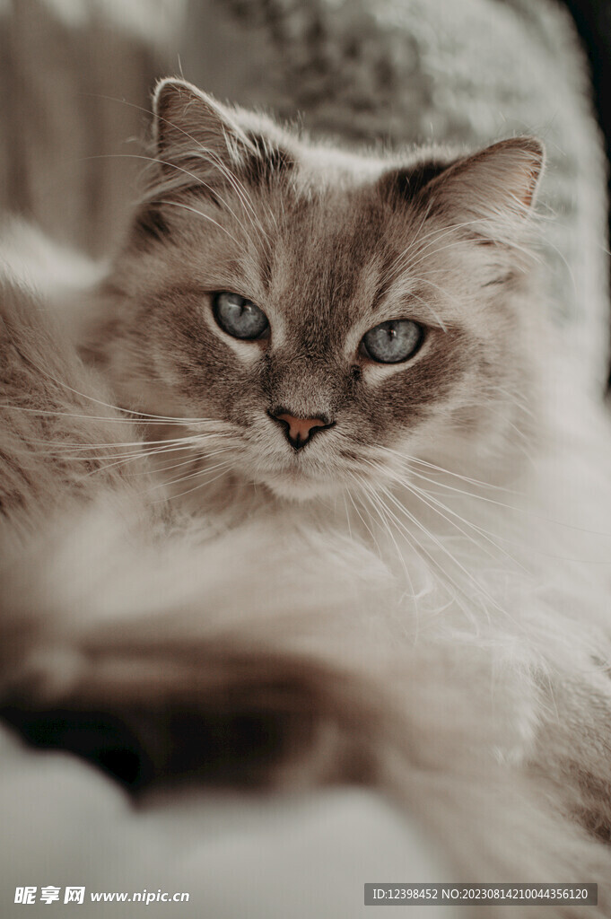 猫咪