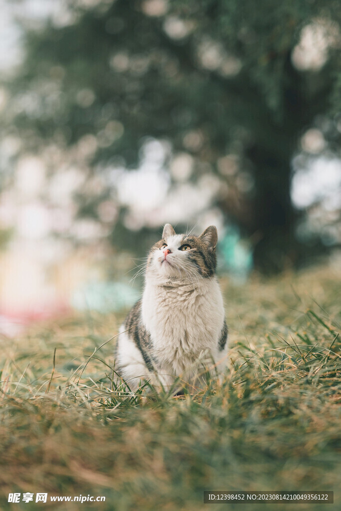 猫咪
