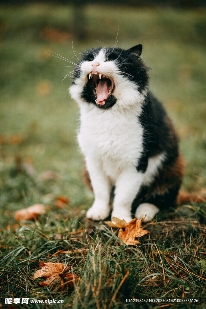 猫咪