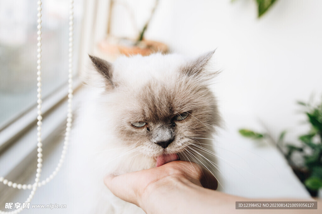 猫咪